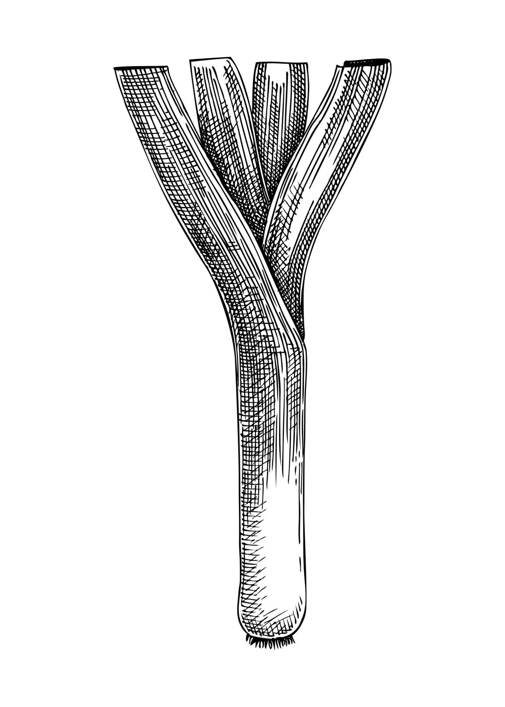 Fresh leek sketch. Hand-sketched Vegetable illustration. Healthy food plant. Vector drawing of raw cultivated onion. Vegetables for grocery, markets, packaging, recipes, menus design. Illustration